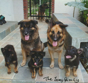 The Joey Family