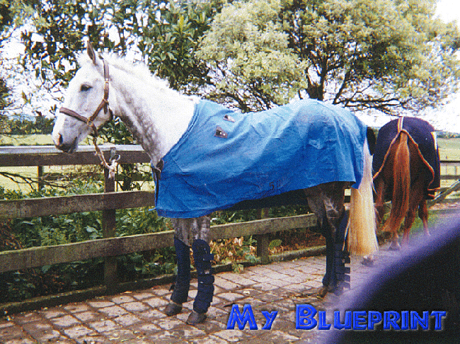 Bluey at home